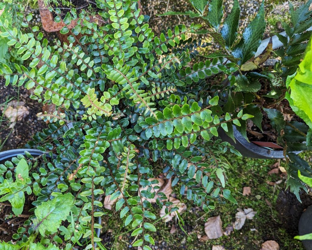 Pellaea rotundifolia - penningbräken