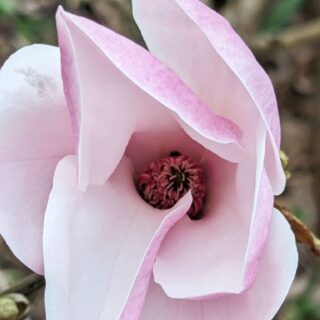 magnolior - Magnolia 'My'