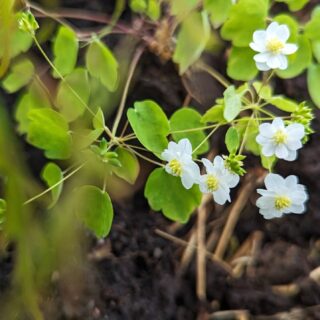 Anemonella thalictroides 'Kikuzaki White'