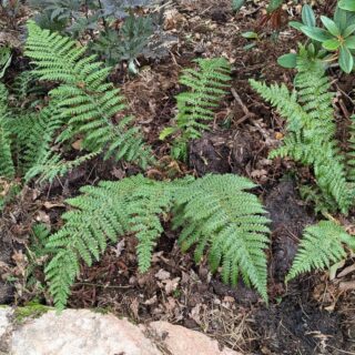 Polystichum braunii - skuggbräken