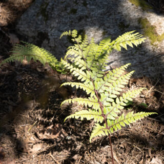 Athyrium otophorum v. okanum - japansk öronbräken