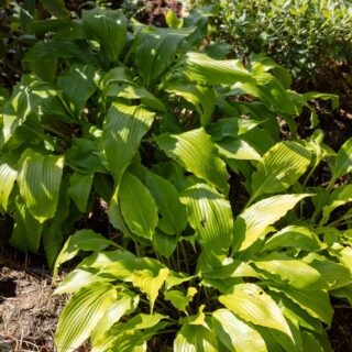 Hostor E - Hosta 'Enduring Beacon'
