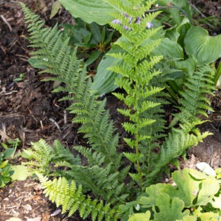 Dryopteris championii