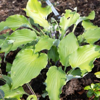 Hostor M-N - Hostor 'Marilyn Monroe'