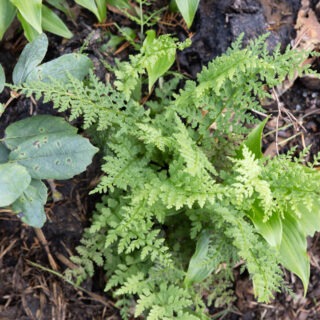Dennstaedtia punctilobula - höbräken