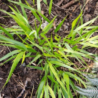 Hakonechloa macra 'Beni-Kaze'