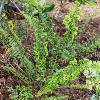 D. affinis 'Cristata Angustata'