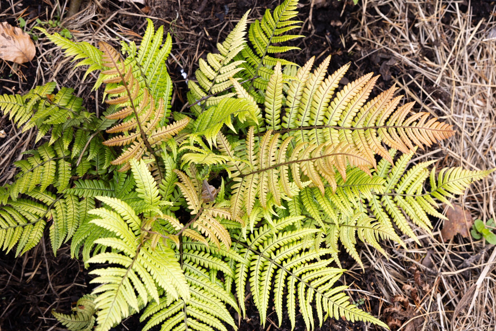 ormbunksvandring - Dryopteris lepidopoda - rostbräken