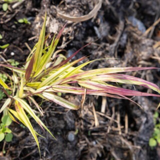 H - Haconechloa macra 'Mulled Wine'