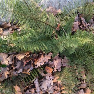 Polystichum setiferum 'Plumoso-multilobum'