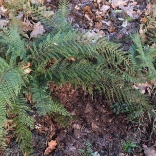 Polystichum setiferum 'Herrenhausen' - spetsbräken