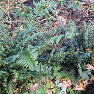 vintergrön, Polystichum munitum - svärdbräken