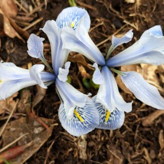 Iris 'Sheila Ann Germaney'