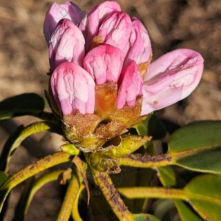 Rhododendronarter G-I - Rhododendron henanense