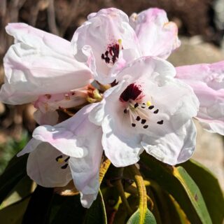 Rhododendron henanense