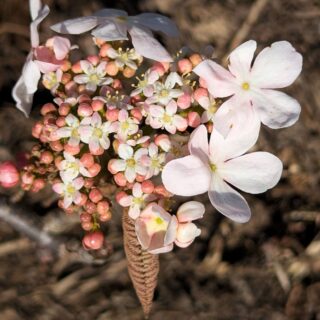 Viburnum furcatum 'Pink Parasol' - gaffelolvon