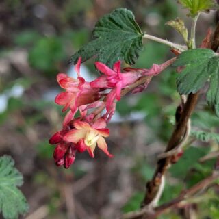 Q-R-S-T - Ribes x gordonianum