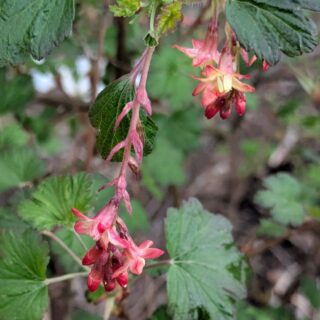 Ribes x gordonianum