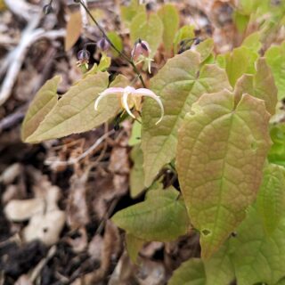 Epimedium seedling