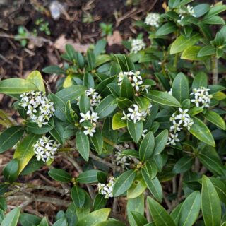 Skimmia 'Lilleröd'