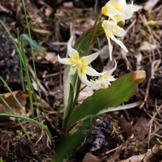Erythronium multiscapideum - rikblommig hundtandslilja