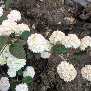 Viburnum plicatum 'Pink Sensation'