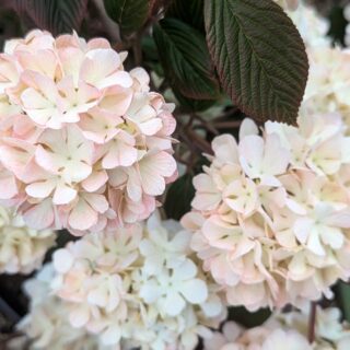 U-V-W-X-Y-Z - Viburnum plicatum 'Pink Sensation'