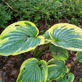 Hosta 'Gabriel's Wing'