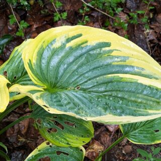 Extra Large Hosta - Hosta 'Gabriel's Wing'