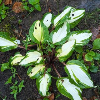 Hosta 'Raspberry Sundae'