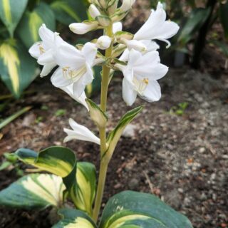 Hosta 'Thunderbolt'