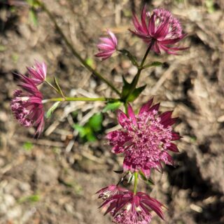 A - Astrantia 'Ruby Giant', stjärnflocka
