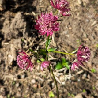 Astrantia 'Ruby Giant', stjärnflocka