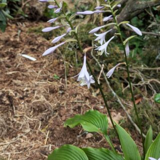 Hosta 'Jade Cascade'