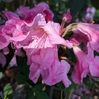 R.auriculatum 'Roseum'