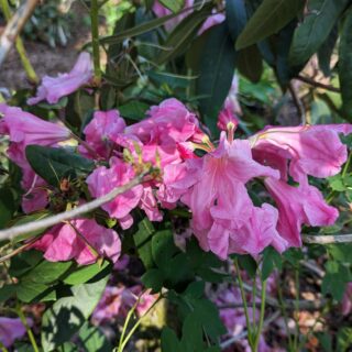 Rhododendron auriculatum 'Roseum'