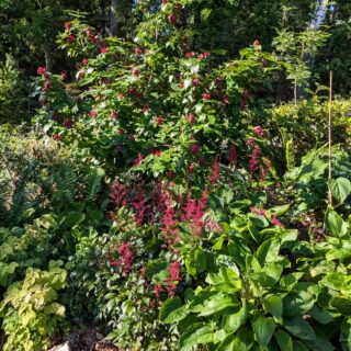 Calycanthus 'Aphrodite' och rödblommande astilbe sammanväxta - summering november -25