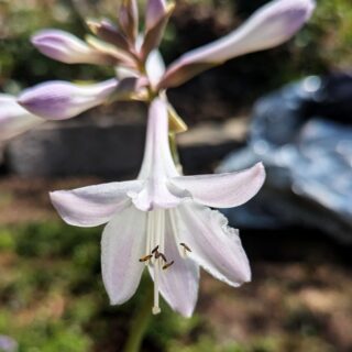 Large - Hosta 'Essence of Summer'