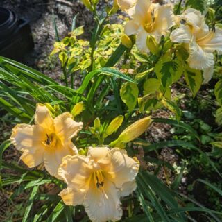 Hemerocallis 'Cream Explotion'