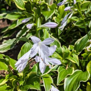 Hosta 'Bedford Rise and Shine'