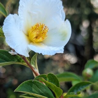 Stewartia pseudocamellia - japansk skenkamelia