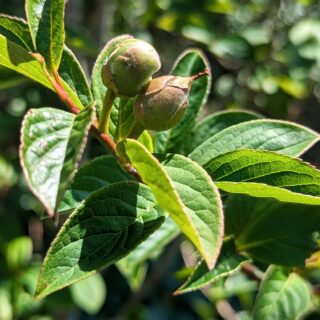 Q-R-S-T - Stewartia pseudocamellia - japansk skenkamelia