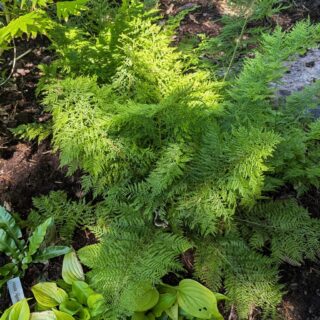 ormbunkar - Athyrium filix-femina 'Vernoniae'