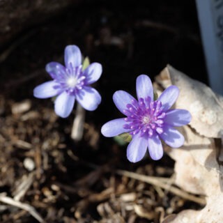 Hepatica transsilvanica 'Elison Spence'