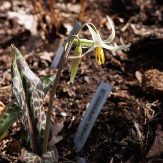 20250418_0413-erythronium-revolutum-album