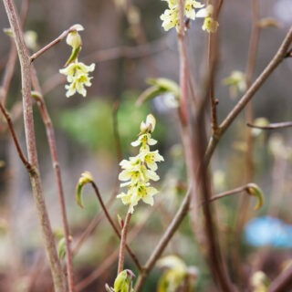 kal skenhassel - Corylopsis glabrescens