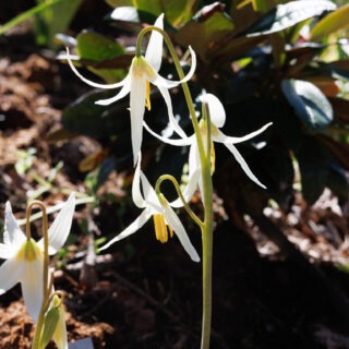 20250424_0096-erythronium-revolutum-album