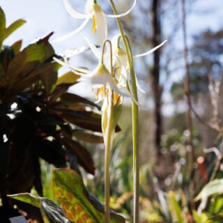 20250424_0099-erythronium-revolutum-album