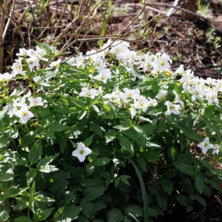 C - Cardamine waldsteinii, prakttandrot