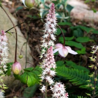 A - Anemonopsis macrophylla - porslinsanemon